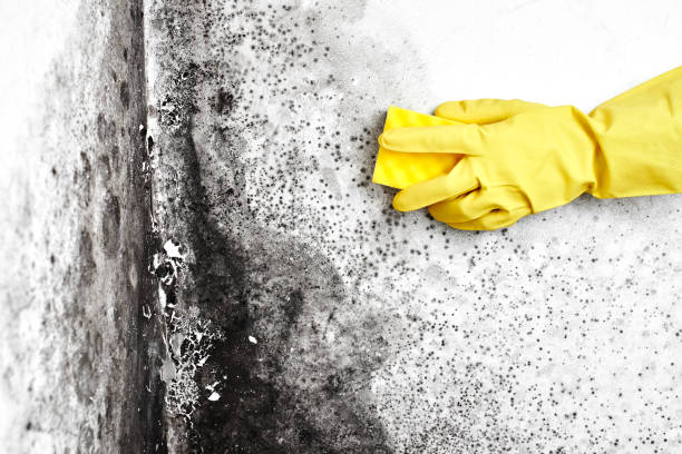 Best Biohazard Mold Removal  in Talty, TX